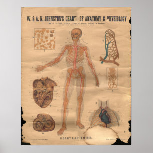  hartsterkten Anatomie Grafiek 1906 Poster