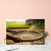 Harvest Grain, Rice Field (Mariage)