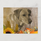 Harvest Labrador Retriever Briefkaart (Voorkant)
