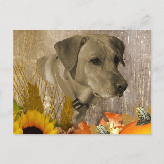 Harvest Labrador Retriever Briefkaart (Voorkant)
