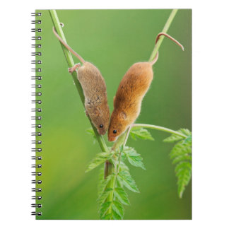 Harvest Mice Notebook Notitieboek