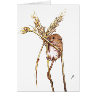 Harvest Mouse