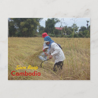 Harvesting Rijst op de velden buiten Siem Reap Briefkaart