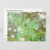 Harvestman Dad Longlegs (Opiliones) Briefkaart (Voorkant / Achterkant)