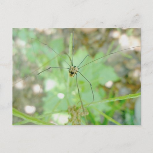 Harvestman Dad Longlegs (Opiliones) Briefkaart (Voorkant)