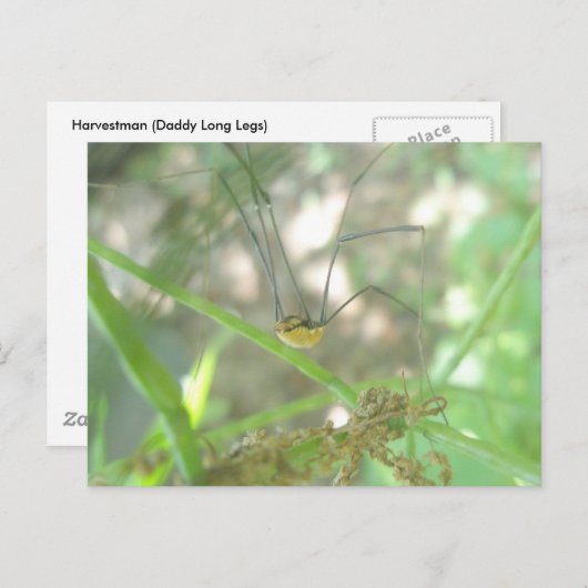 Harvestman Dad Longlegs (Opiliones) Briefkaart (Voorkant / Achterkant)