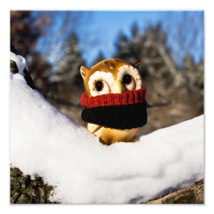 Harvey the Owl IV Foto Afdruk