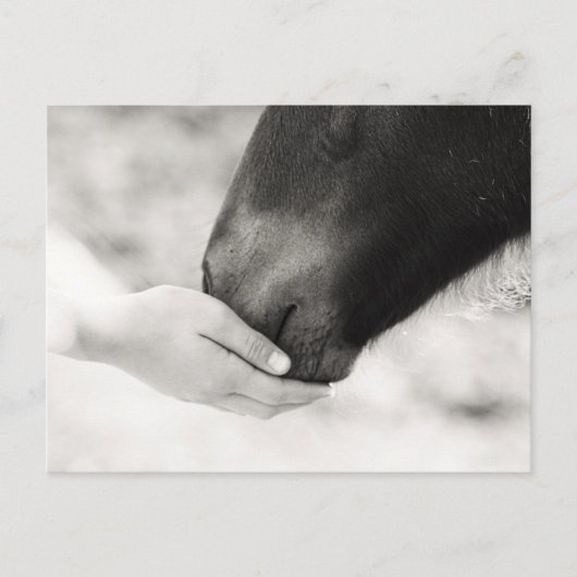 Häst Horse Briefkaart (Voorkant)