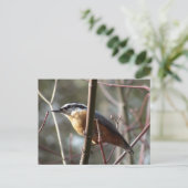 Hatch la carte postale Nuthatch (Debout devant)