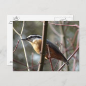 Hatch la carte postale Nuthatch (Devant / Derrière)