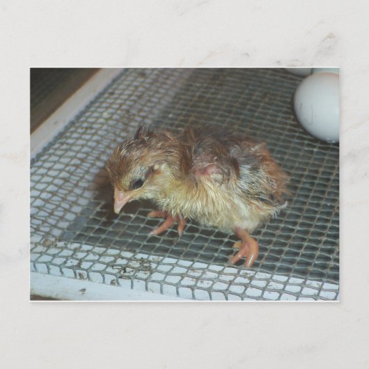 Hatchling Chick Briefkaart (Voorkant)