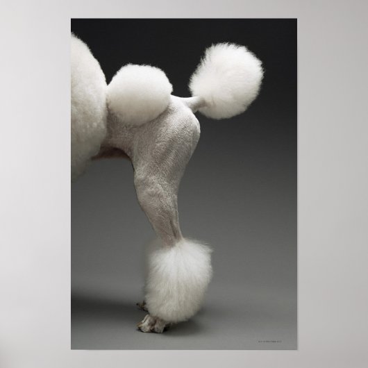 Haunches van het porselein, op grijze achtergrond poster (Voorkant)