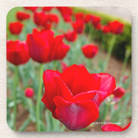 Haupt Bulbs, close-up Bier Onderzetter (Voorkant)