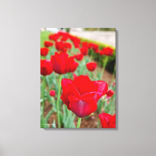 Haupt Bulbs, close-up Canvas Afdruk (Voorkant)