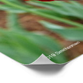 Haupt Bulbs, close-up Poster (Hoek)