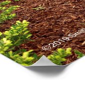 Haupt Bulbs Poster (Hoek)