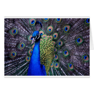 Haut étroit de paon