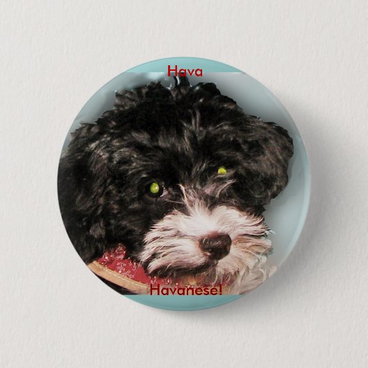 Hava Havanese! Ronde Button 5,7 Cm (Voorkant)