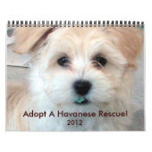 Havanais Secourir Puppies Calendrier 2012 (Protection)