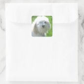 Havanees Vierkante Sticker (Tas)