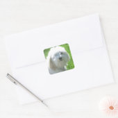 Havanees Vierkante Sticker (Envelop)