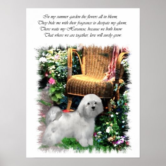 Havanese Art Print (Voorkant)