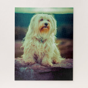 Havanese Hond. Legpuzzel