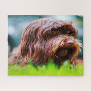 Havanese hond. legpuzzel
