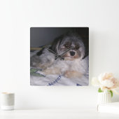Havanese hond, vierkante wandklok klok (Huis)