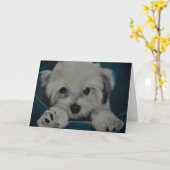 Havanese Kaart (Gele Bloem)