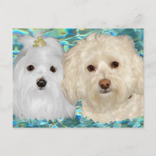 Havanese, Maltezer op Turkoois Water Briefkaart