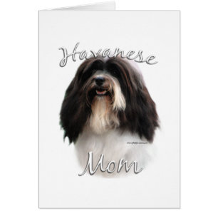Havanese mama 2