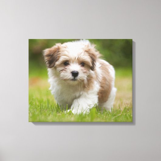 Havanese Puppy Canvas Afdruk (Voorkant)