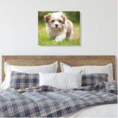 Havanese Puppy Canvas Afdruk (Insitu (Slaapkamer))