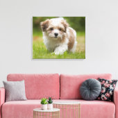Havanese Puppy Canvas Afdruk (Insitu (Woonkamer))