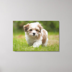 Havanese Puppy Canvas Afdruk