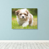 Havanese Puppy Canvas Afdruk (Insitu (Houten vloer))