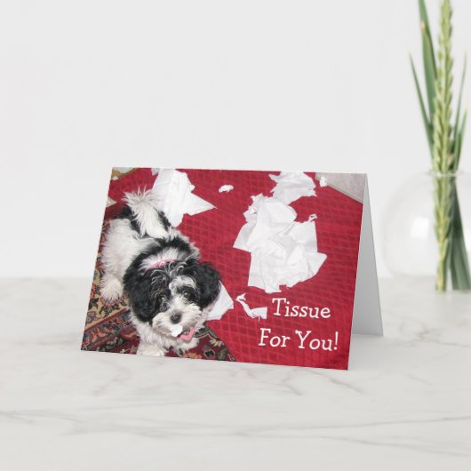 Havanese puppy - Get Well Kaart - Tissue voor jou! (Voorkant)