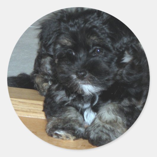 Havanese puppy ronde sticker (Voorkant)