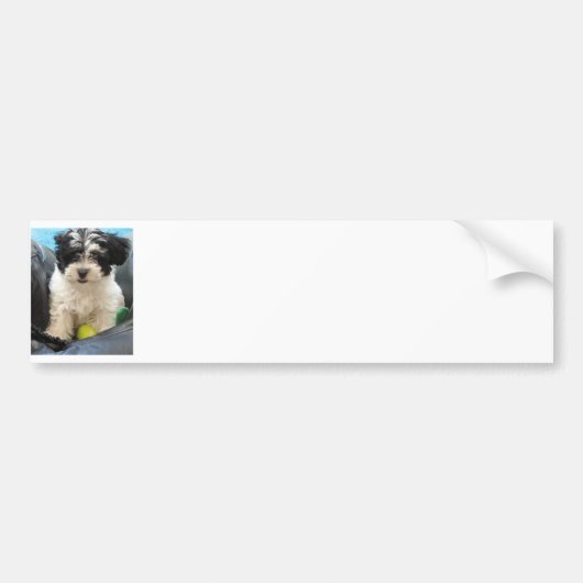 Havanese redding Puppy Black White Bumpersticker (Voorkant)