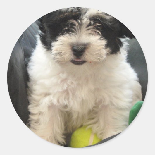 Havanese redding Puppy Black White Ronde Sticker (Voorkant)
