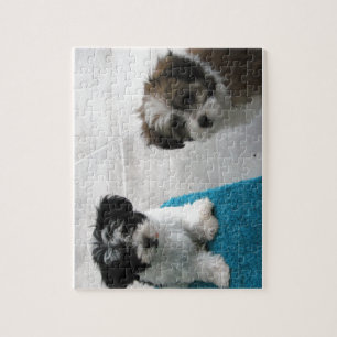 Havanese reddings Puppies Black White Grey Legpuzzel