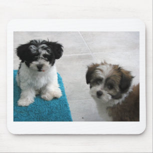 Havanese reddings Puppies Black White Grey Muismat