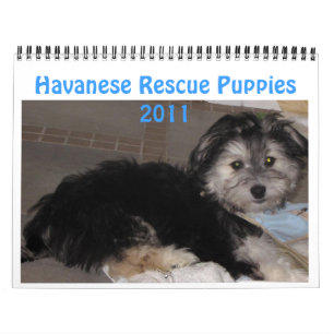 Havanese Rescu Puppies 2011 Kalender