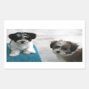 Havanese Rescue Puppies Zwart Wit Grijs Rechthoekige Sticker