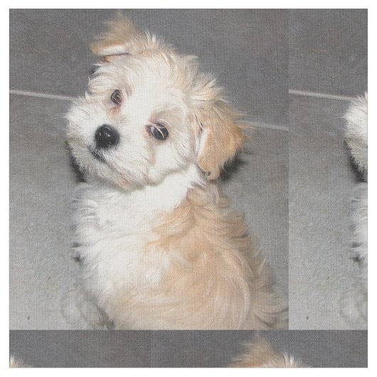 Havanese Rescue Puppy Stof (Close Up)