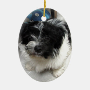 Havanese Rescue Puppy zwart-wit Keramisch Ornament