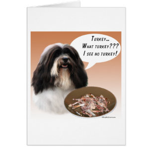 Havanese Turkije