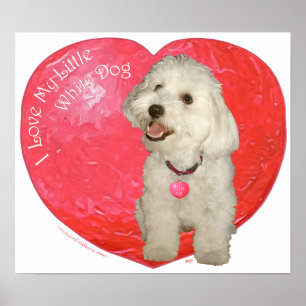 Havanese Valentijnsdag Poster