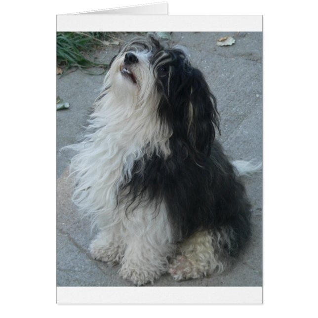 havanese_zittend.png (Voorkant)
